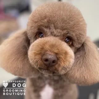 Chocolate teddy-bear cut poodle