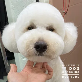 White teddy-cut poodle held gently